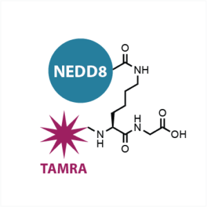 NEDD8-FP