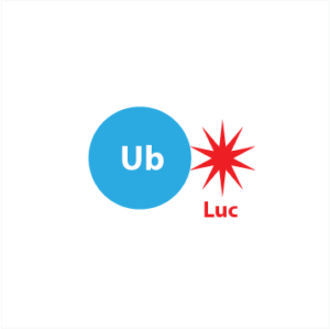 Ub-aminoluciferin