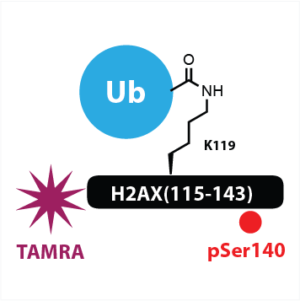Ub-yH2AX-Ser140(PO4)-FP