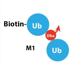 Biotin-Ahx-Ub(1-75)-Dha-Ub