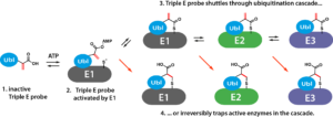 5-carboxyRh110-Nedd8-Dha-0
