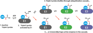 Cy5-Ub-Dha-0