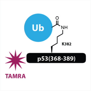 K382 Ub-p53(368-389)-FP