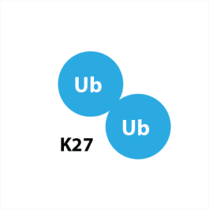 K27 linked di-ubiquitin