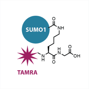 SUMO1-FP