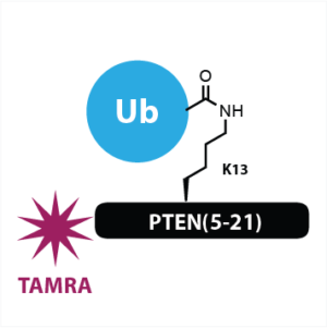 K13 Ub-PTEN(5-21)-FP