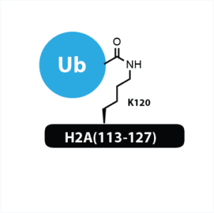H2A(113-127) K120Ub