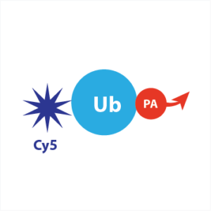 Cy5-Ub-PA