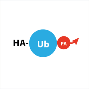 HA-Ahx-Ahx-Ub-PA