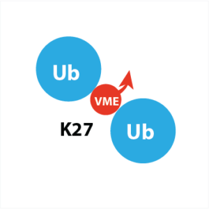 K27 Di-Ubiquitin VME