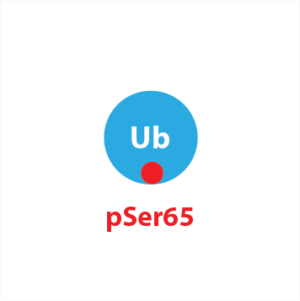 Ub pSer65