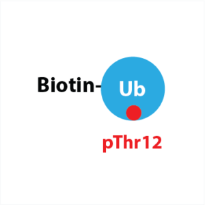 Biotin-Ahx-Ub pThr12