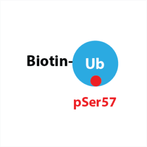 Biotin-Ahx-Ub pSer 57