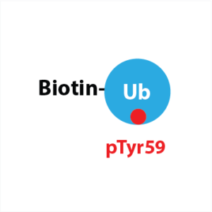 Biotin-Ahx-Ub pTyr59