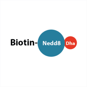 Biotin-Ahx-Nedd8-Dha