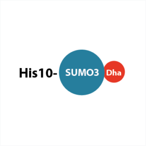 His10-SUMO3-Dha