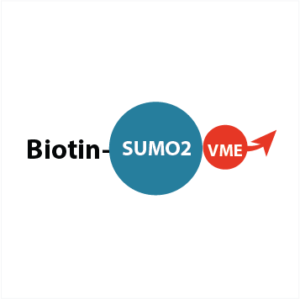 Biotin-Ahx-SUMO2-VME