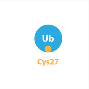 Ub K27C