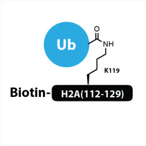 Biotin-Ahx-H2A(112-129) K119Ub (numbering without Met1)