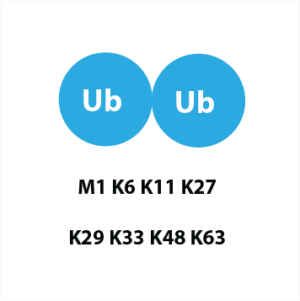 di-ubiquitin explorer panel