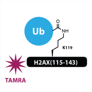 K119 Ub-H2AX(115-143)-FP