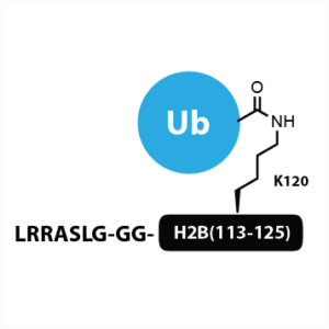 LRRASLG-GG-H2B(113-125) K120(Ub)